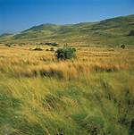 Grassland Definition