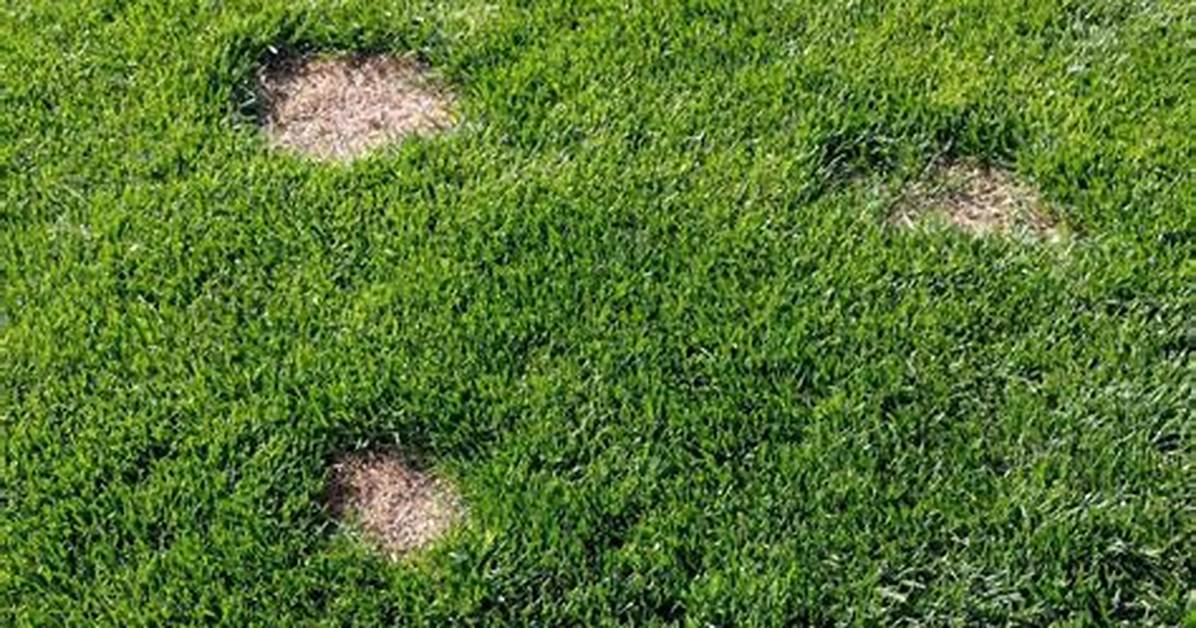 Grassy Lawn Patch