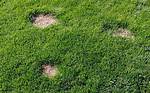 Grassy Lawn Patch