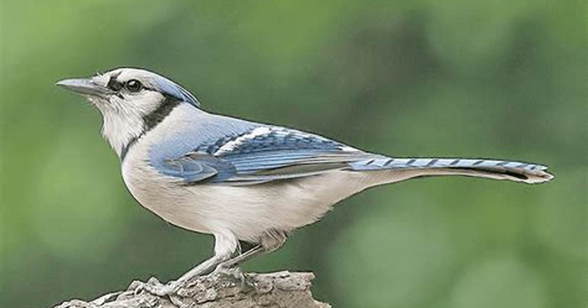 Gray Blue Jay