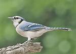 Gray Blue Jay