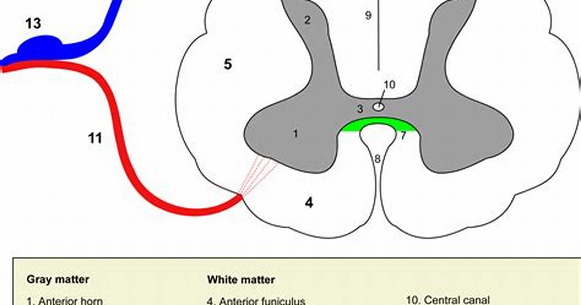 Gray Commissure