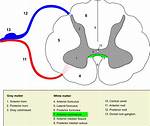 Gray Commissure