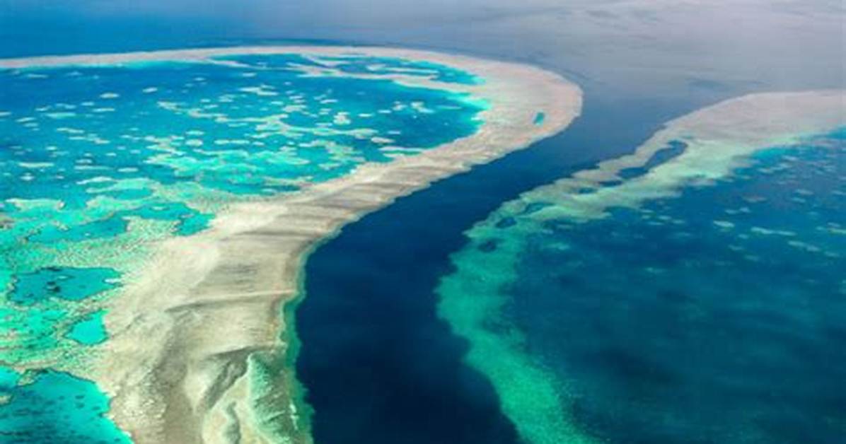Great ___ Reef