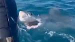 Great White Shark Attack Kills Body Boarder