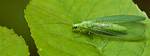 Green Bugs That Fly