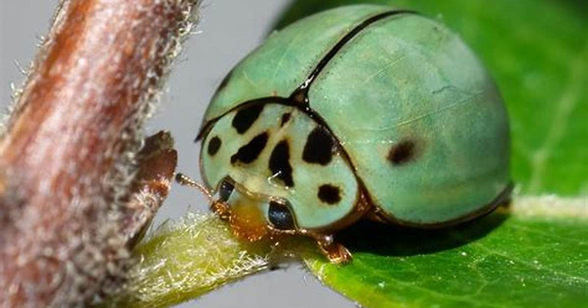Green Ladybug