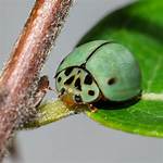 Green Ladybug