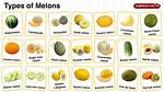 Green Melon Name