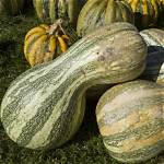 Green Pumpkin Squash