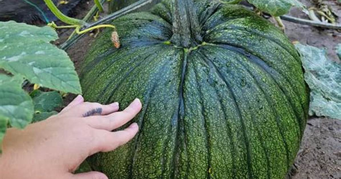 Green Pumpkins