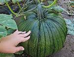 Green Pumpkins