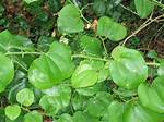 Greenbrier Vine