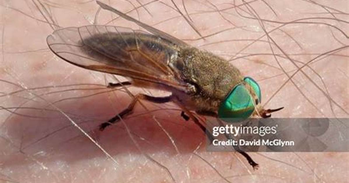 Greenhead Fly Bite