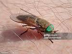 Greenhead Fly Bite