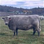 Grey Cow