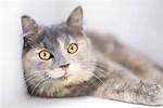 Grey Tortoiseshell Cat