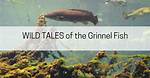 Grinnel Fish