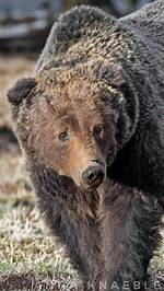 Grizzly for Example