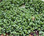 Ground Covering