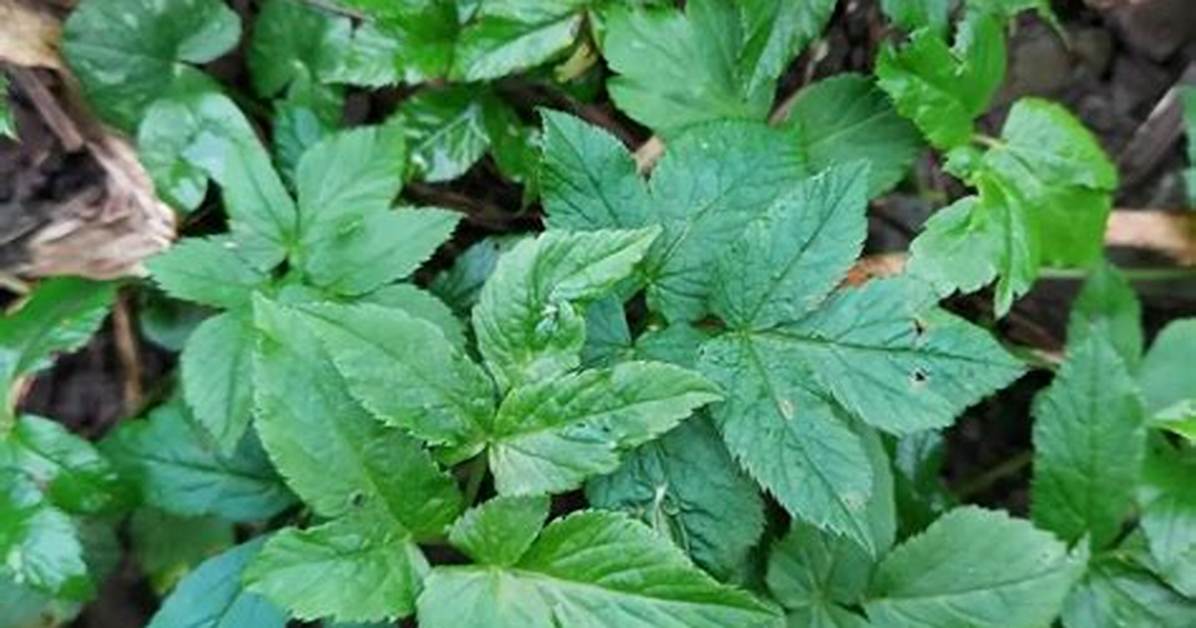 Ground Elder