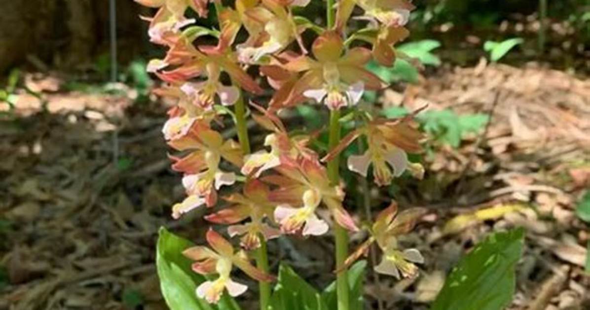 Ground Orchids