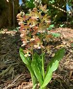 Ground Orchids