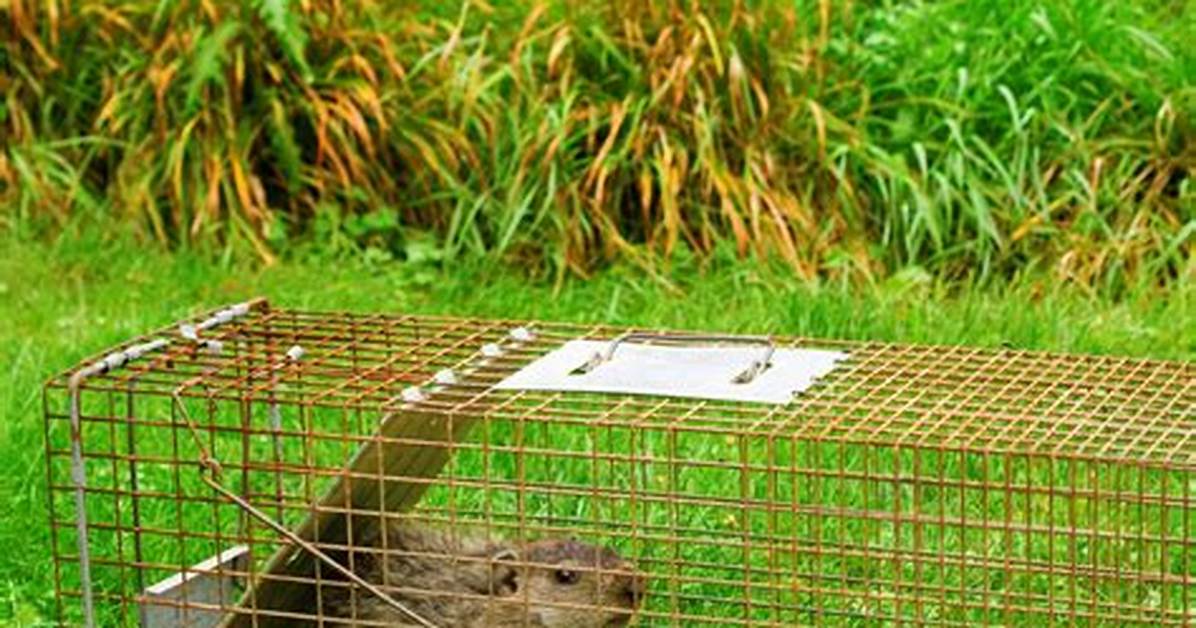 Groundhog Bait