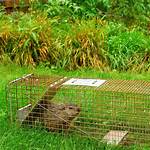 Groundhog Bait