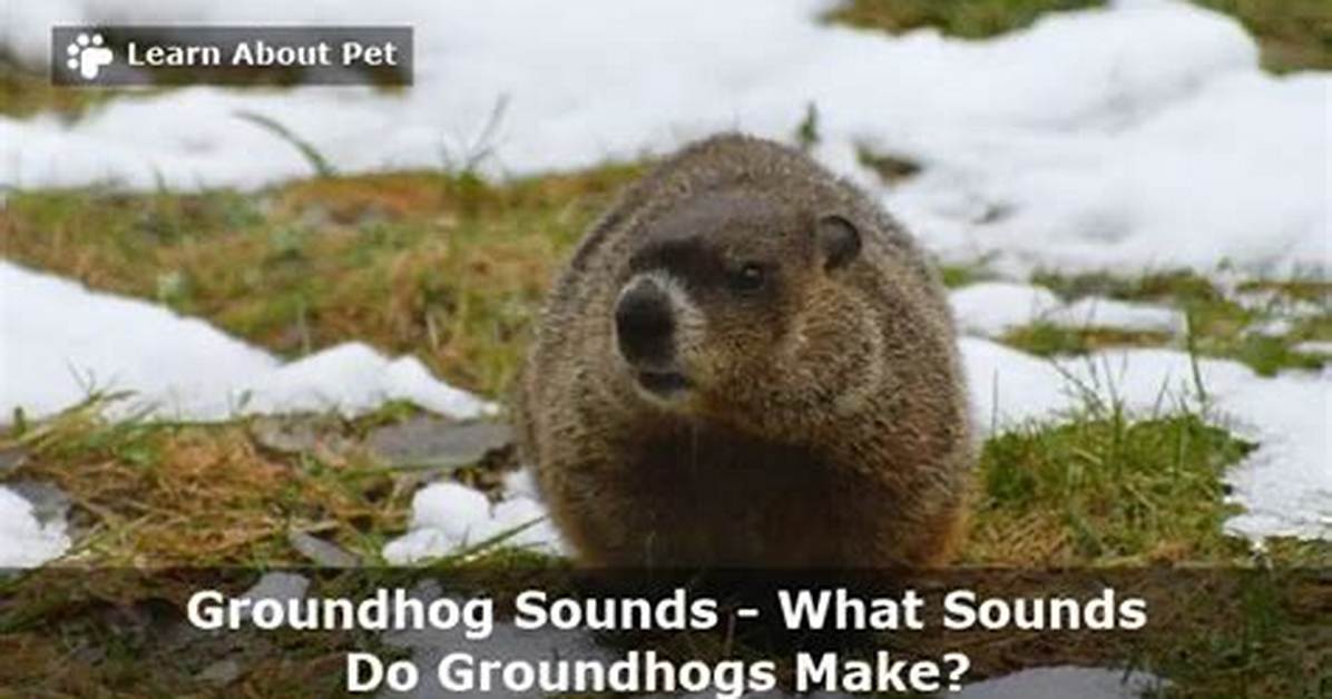 Groundhog Sounds