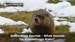 Groundhog Sounds