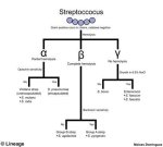 Group B Strep Uti