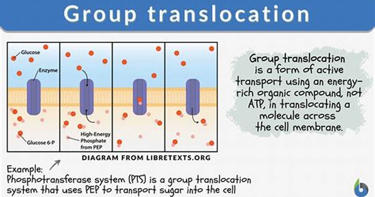 Group Translocation