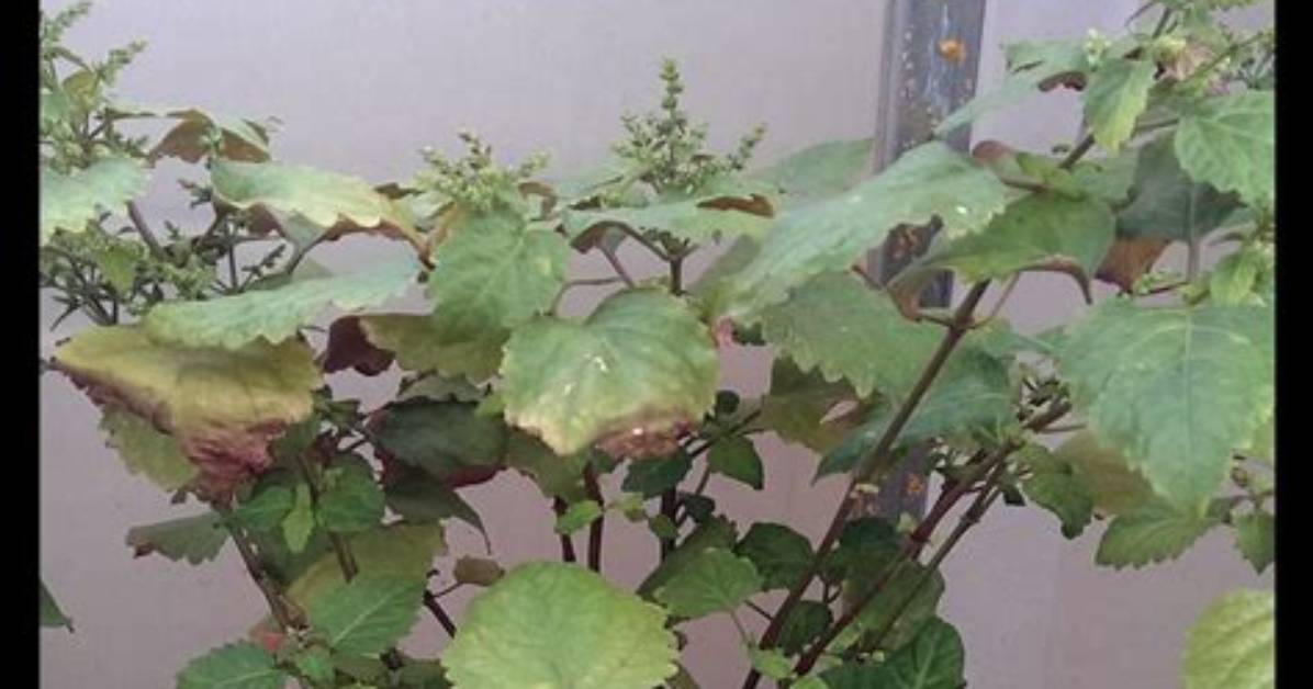 Grow Patchouli