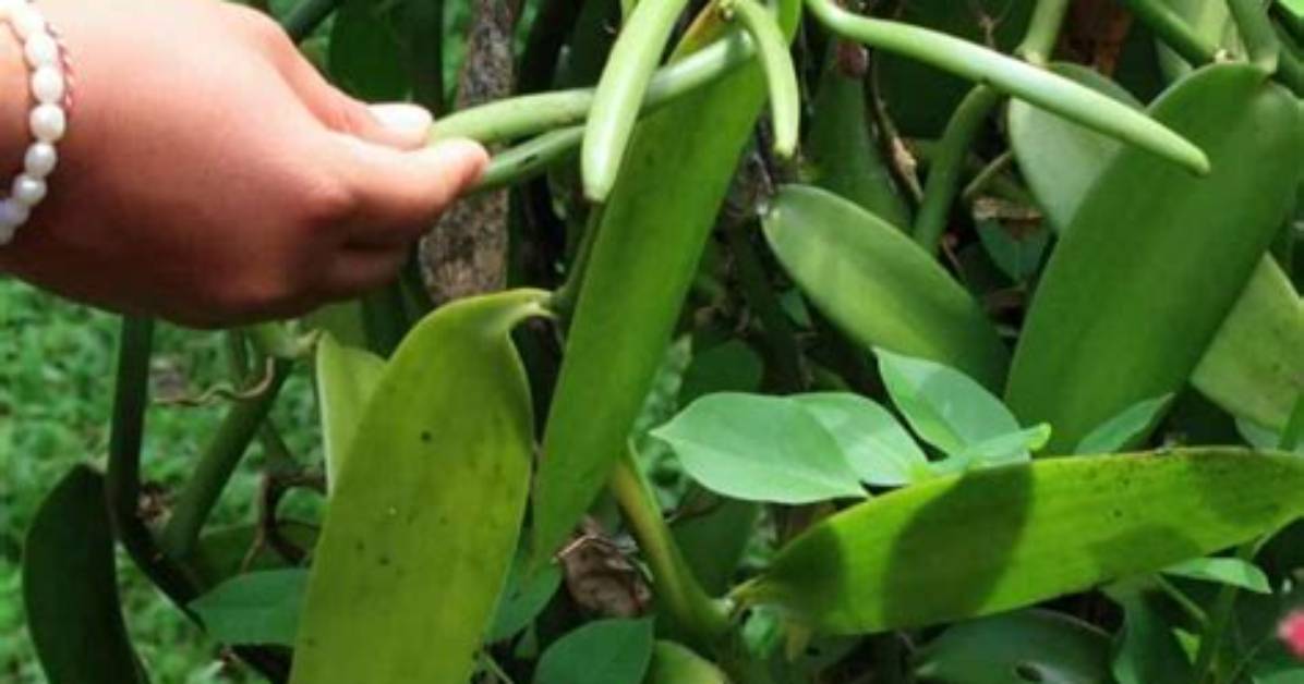 Grow Vanilla Beans