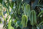 Grow Vanilla Beans