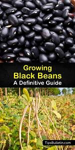 Growing Black Beans
