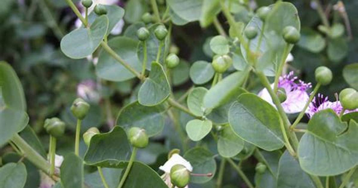 Growing Capers