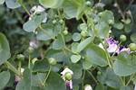 Growing Capers