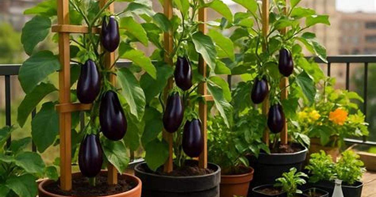 Growing Eggplant Vertically