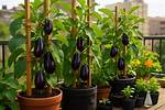 Growing Eggplant Vertically