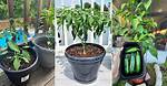 Growing Jalapenos