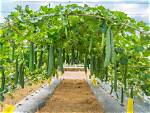 Growing Loofah