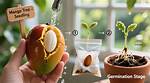 Growing Mango from Seed