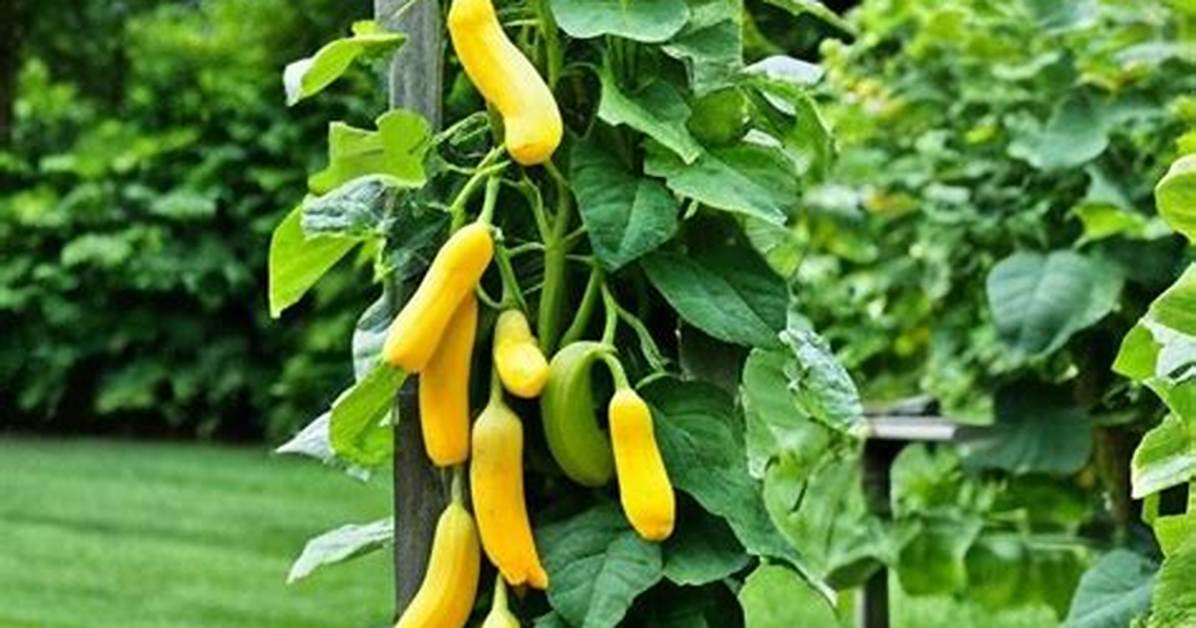 Growing Squash Vertically