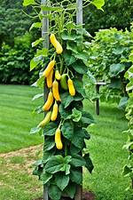 Growing Squash Vertically