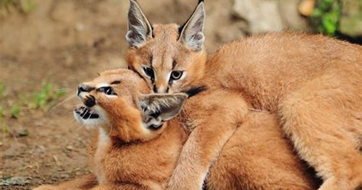 Grown Kittens