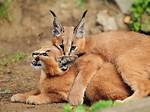 Grown Kittens