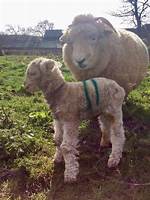 Grown-up Lamb