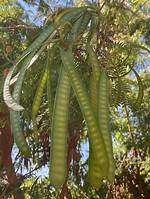 Guaje Tree